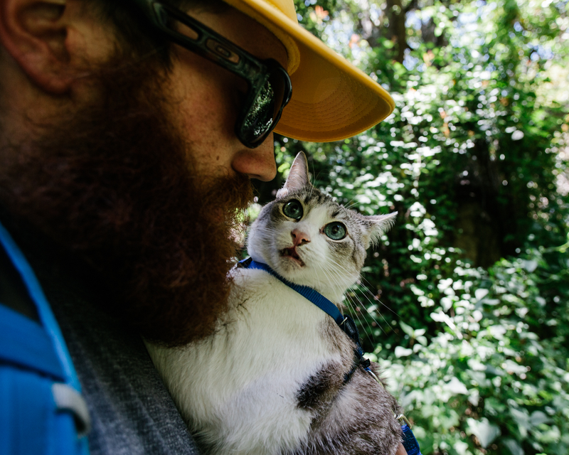 Illustration for article titled How To Take Your Cat Camping